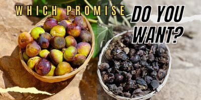 Which Promise Do You Want?(Jeremiah 24)